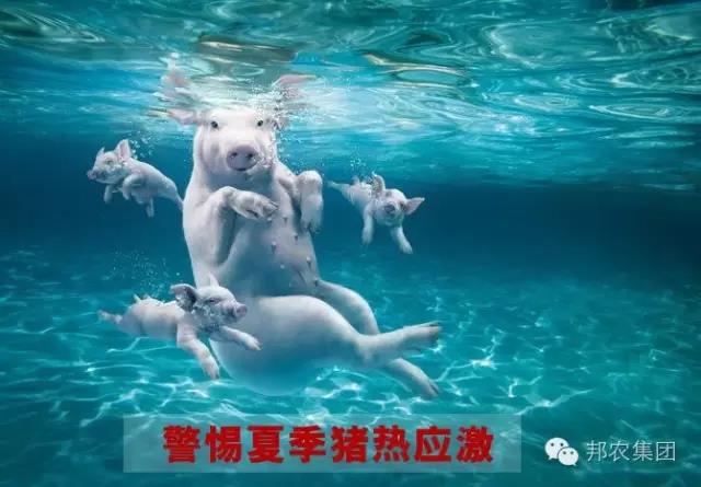 熱(rè)應激.jpg