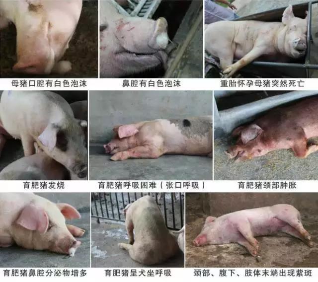 季節交替防豬病2.jpg