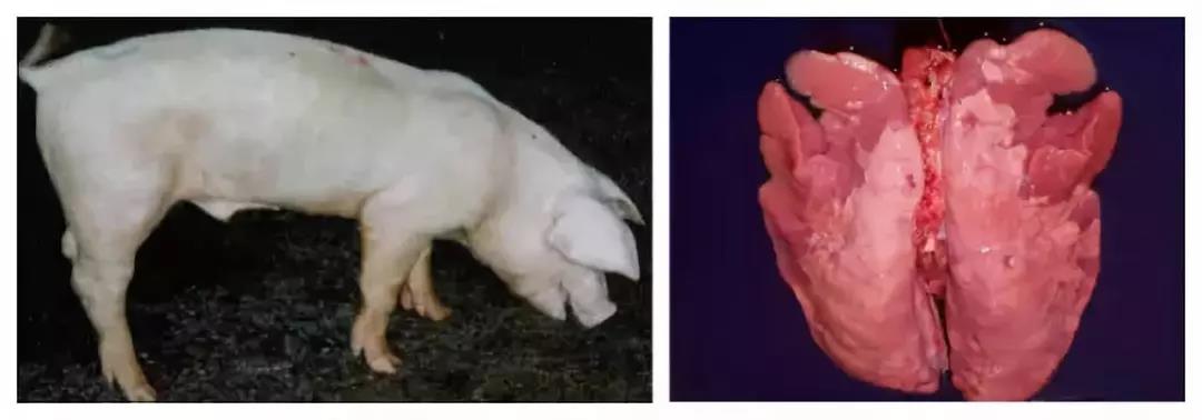 病豬圖1.jpg