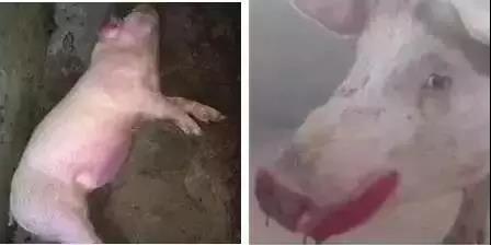 病豬圖2.jpg