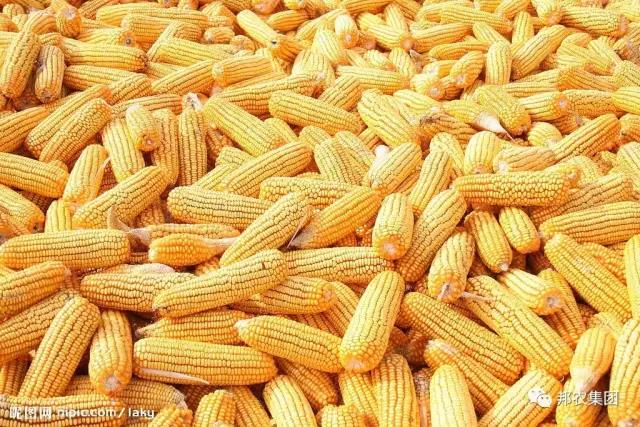 新玉米使用(yòng)1.jpg