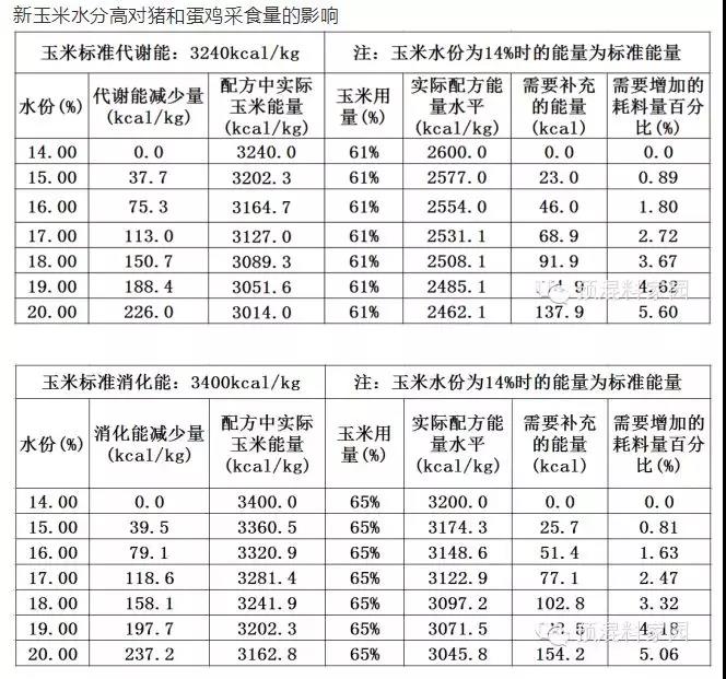 新玉米水(shuǐ)分(fēn)高(gāo)對(duì)豬和(hé)蛋雞采食量的(de)影(yǐng)響.jpg