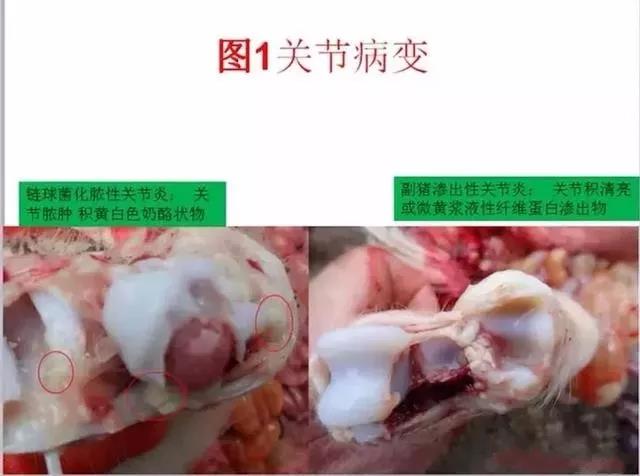 豬鏈球菌與副豬的(de)鑒别診斷5.jpg