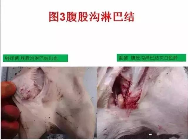 豬鏈球菌與副豬的(de)鑒别診斷7.jpg