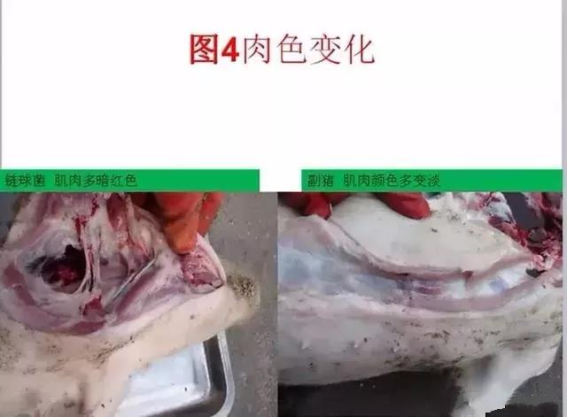 豬鏈球菌與副豬的(de)鑒别診斷8.jpg