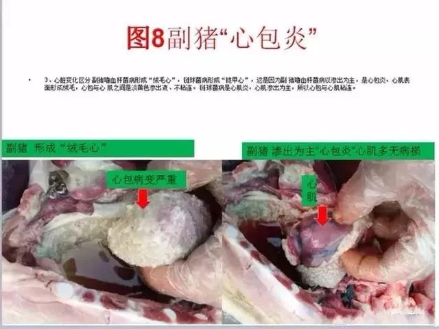 豬鏈球菌與副豬的(de)鑒别診斷-8.jpg