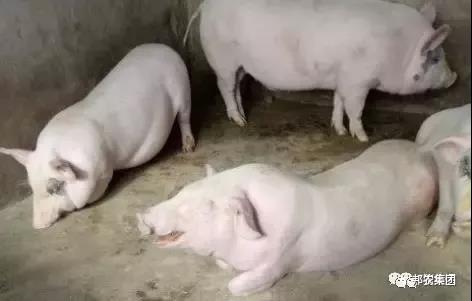 秋季豬病4.jpg