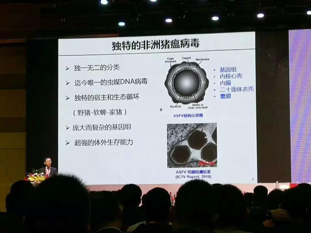 非洲豬瘟2.jpg