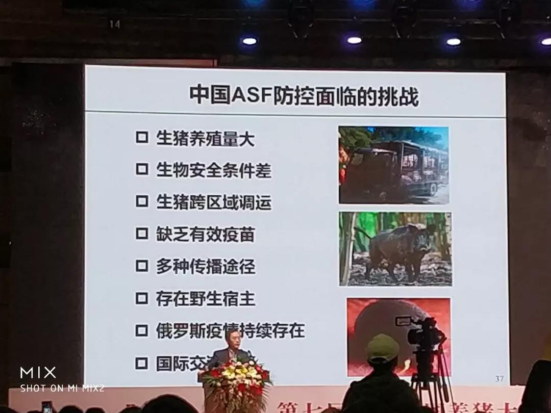 非洲豬瘟8.jpg