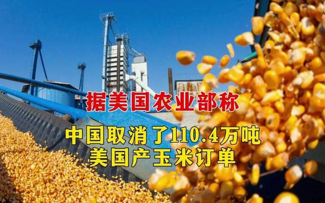 中國(guó)取消110.4萬噸美(měi)國(guó)玉米進口訂單!玉米供需格局正在發生(shēng)巨變(圖文(wén))