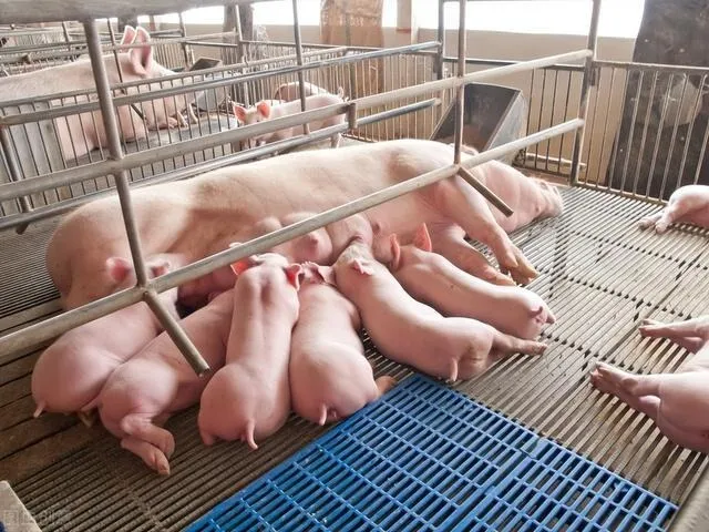 養豬百問(wèn)百答(dá)丨哺乳仔豬死亡之謎:原因與防治措施全解析
